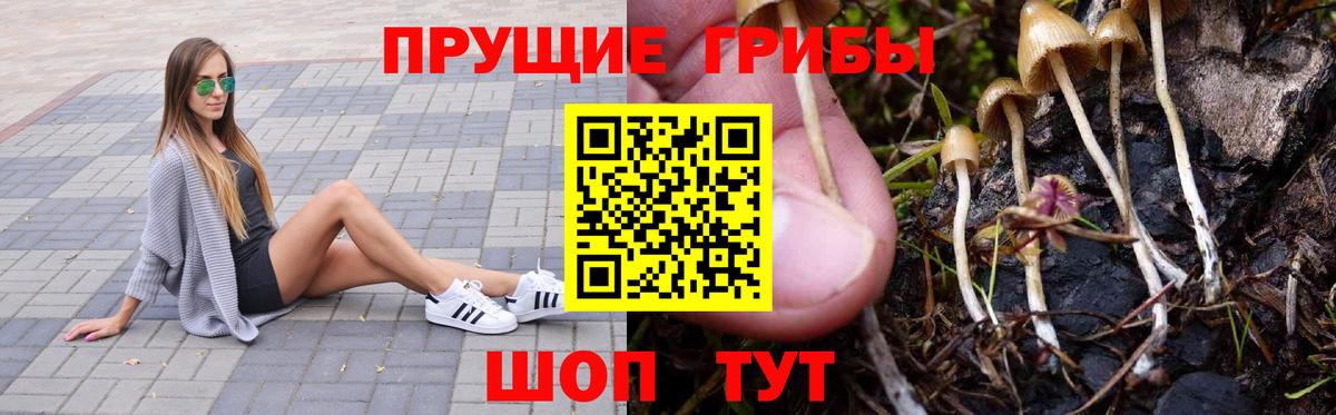 купить   Галлюциногенные грибы GOLDEN TEACHER  Вход с VPN  Камышин 
